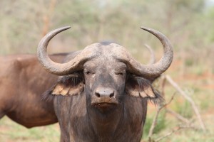 Buffalo at Akagera