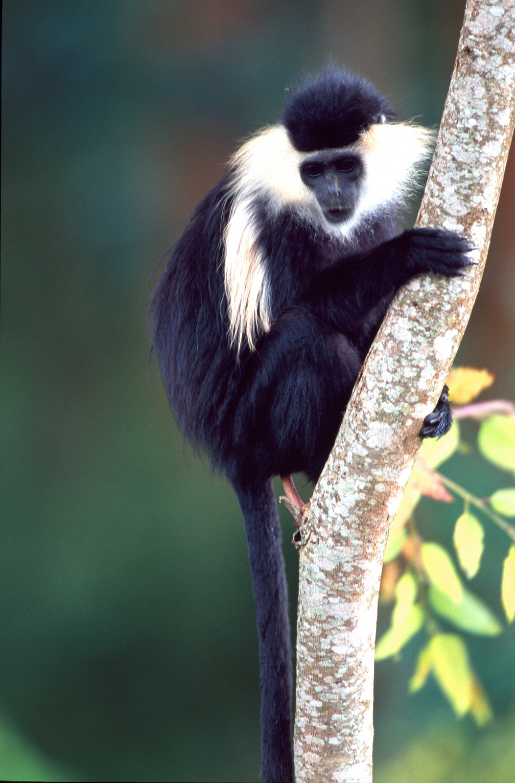Colobus Monkey Tracking - Treks 2 Rwanda | Guided Vacations and Tours