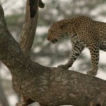 about-us access to Tanzania safari